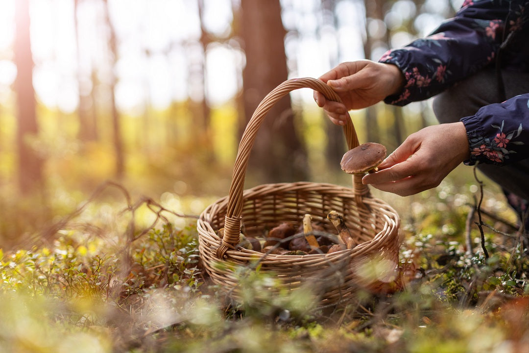 "I see nothing but good things in mushrooms!"